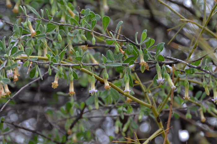 Arizona Desert-thorn is rare in the United States where it is found only in Arizona. This species grows in elevation from 1,000 to 4,600 feet. Lycium exsertum Arizona Desert-thorn is rare in the United States where it is found only in Arizona. This species grows in elevation from 1,000 to 4,600 feet. Lycium exsertum